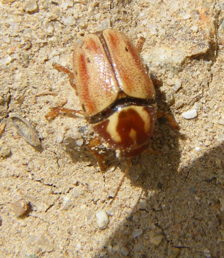 Cryptocephalus curvilinea